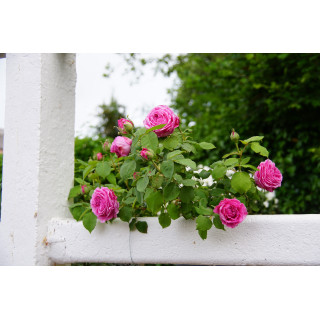 Rosier grimpant ancien - Mme Isaac Péreire - ©Roses Guillot®