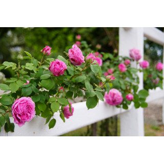 Rosier grimpant ancien - Mme Isaac Péreire - ©Roses Guillot®