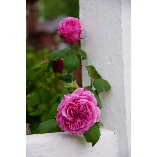 Rosier grimpant ancien - Mme Isaac Péreire - ©Roses Guillot®