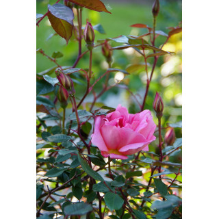 Rosier ancien Guillot® - Mme Laurette Messimy - ©Roses Guillot®
