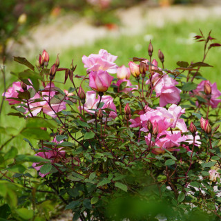 Rosier ancien Guillot® - Mme Laurette Messimy - ©Roses Guillot®