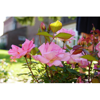 Rosier ancien Guillot® - Mme Laurette Messimy - ©Roses Guillot®
