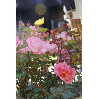 Rosier ancien Guillot® - Mme Laurette Messimy - ©Roses Guillot®