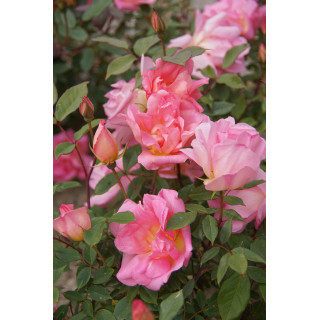 Rosier ancien Guillot® - Mme Laurette Messimy - ©Roses Guillot®