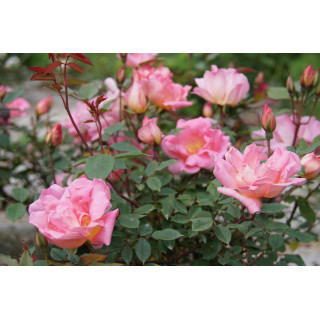 Rosier ancien Guillot® - Mme Laurette Messimy - ©Roses Guillot®