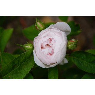 Rosier Ancien - Mousseline - ©Roses Guillot®