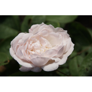 Rosier Ancien - Mousseline - ©Roses Guillot®
