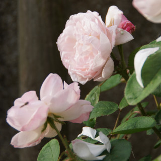 Rosier Ancien - Mousseline - ©Roses Guillot®
