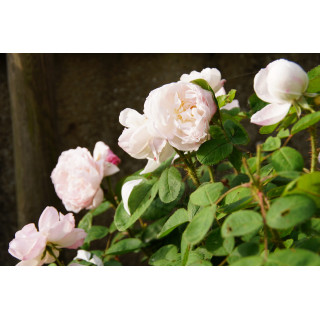 Rosier Ancien - Mousseline - ©Roses Guillot®