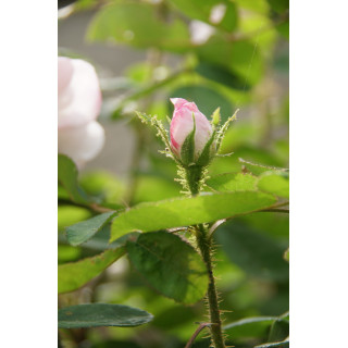 Rosier Ancien - Mousseline - ©Roses Guillot®
