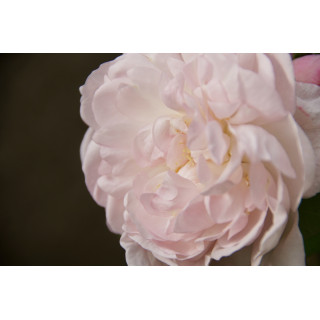 Rosier Ancien - Mousseline - ©Roses Guillot®