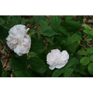 Rosier Ancien - Mousseline - ©Roses Guillot®