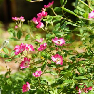 Rosier ancien - Mozart - ©Roses Guillot®