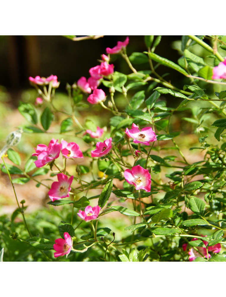 Rosier ancien - Mozart - ©Roses Guillot®