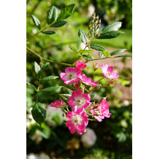 Rosier ancien - Mozart - ©Roses Guillot®