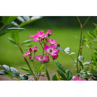 Rosier ancien - Mozart - ©Roses Guillot®
