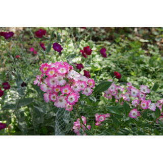 Rosier ancien - Mozart - ©Roses Guillot®