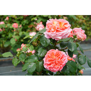Rosier Générosa® - Notre Dame du Rosaire - ©Roses Guillot®