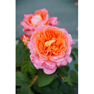 Rosier Générosa® - Notre Dame du Rosaire - ©Roses Guillot®
