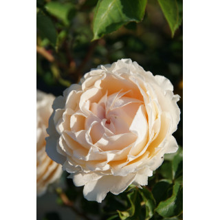 Rosier Générosa® - Odile Masquelier - ©Roses Guillot®