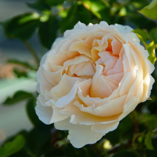 Rosier Générosa® - Odile Masquelier - ©Roses Guillot®