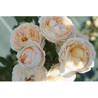 Rosier Générosa® - Odile Masquelier - ©Roses Guillot®