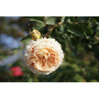 Rosier Générosa® - Odile Masquelier - ©Roses Guillot®