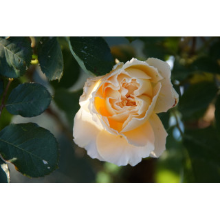 Rosier Générosa® - Odile Masquelier - ©Roses Guillot®
