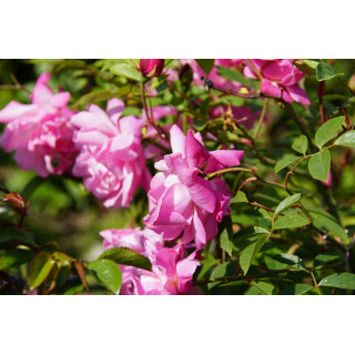 Rosier ancien - Old Blush - ©Roses Guillot®