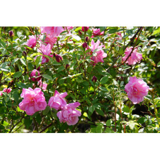 Rosier ancien - Old Blush - ©Roses Guillot®
