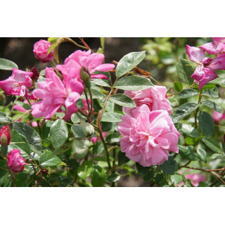 Rosier ancien - Old Blush - ©Roses Guillot®