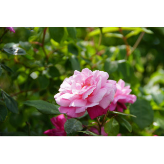 Rosier ancien - Old Blush - ©Roses Guillot®