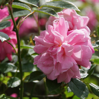 Rosier ancien - Old Blush - ©Roses Guillot®