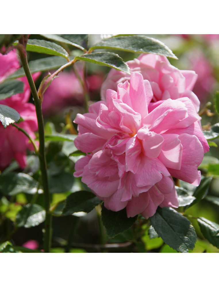 Rosier ancien - Old Blush - ©Roses Guillot®