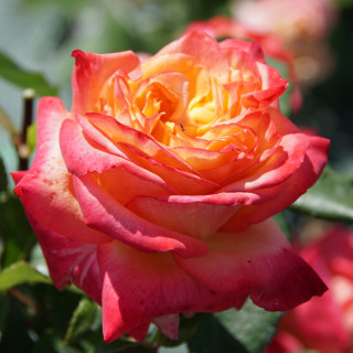 Hybrides de Thé Guillot® - Pascal Légitimus - ©Roses Guillot®