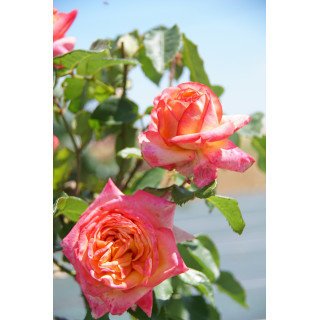 Hybrides de Thé Guillot® - Pascal Légitimus - ©Roses Guillot®