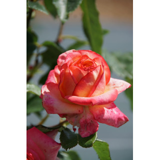 Hybrides de Thé Guillot® - Pascal Légitimus - ©Roses Guillot®