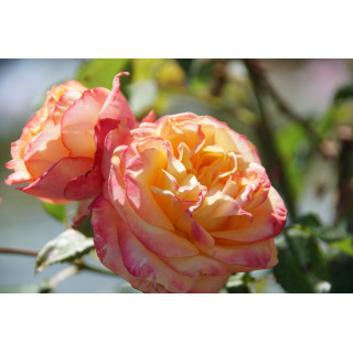 Hybrides de Thé Guillot® - Pascal Légitimus - ©Roses Guillot®