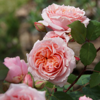 Rosier Générosa® - Paul Bocuse - ©Roses Guillot®