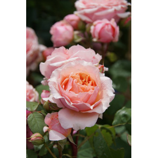 Rosier Générosa® - Paul Bocuse - ©Roses Guillot®