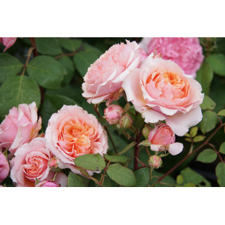 Rosier Générosa® - Paul Bocuse - ©Roses Guillot®
