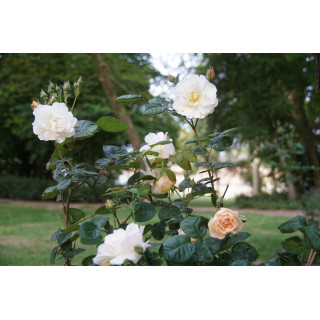 Rosier ancien - Pénélope - ©Roses Guillot®