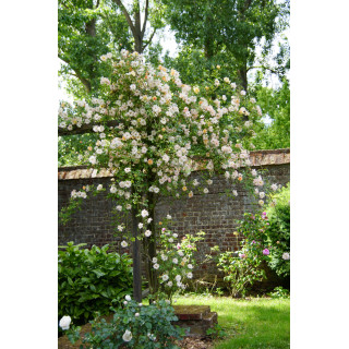 Rosier grimpant ancien - Phyllis Bide- ©Roses Guillot®
