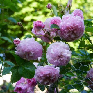 Rosier ancien - Pink Prosperity - ©Roses Guillot®