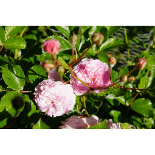 Rosier ancien - Pink Prosperity - ©Roses Guillot®