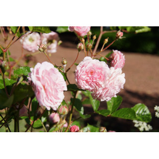 Rosier ancien - Pink Prosperity - ©Roses Guillot®