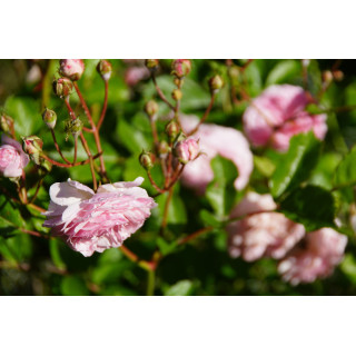 Rosier ancien - Pink Prosperity - ©Roses Guillot®
