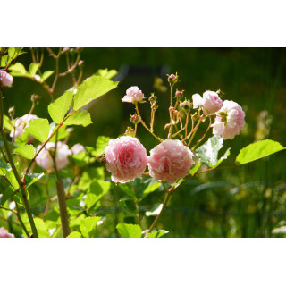 Rosier ancien - Pink Prosperity - ©Roses Guillot®