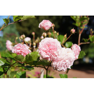 Rosier ancien - Pink Prosperity - ©Roses Guillot®