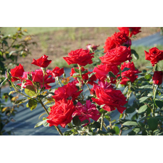 Hybrides de Thé Guillot® - Proud Land - ©Roses Guillot®